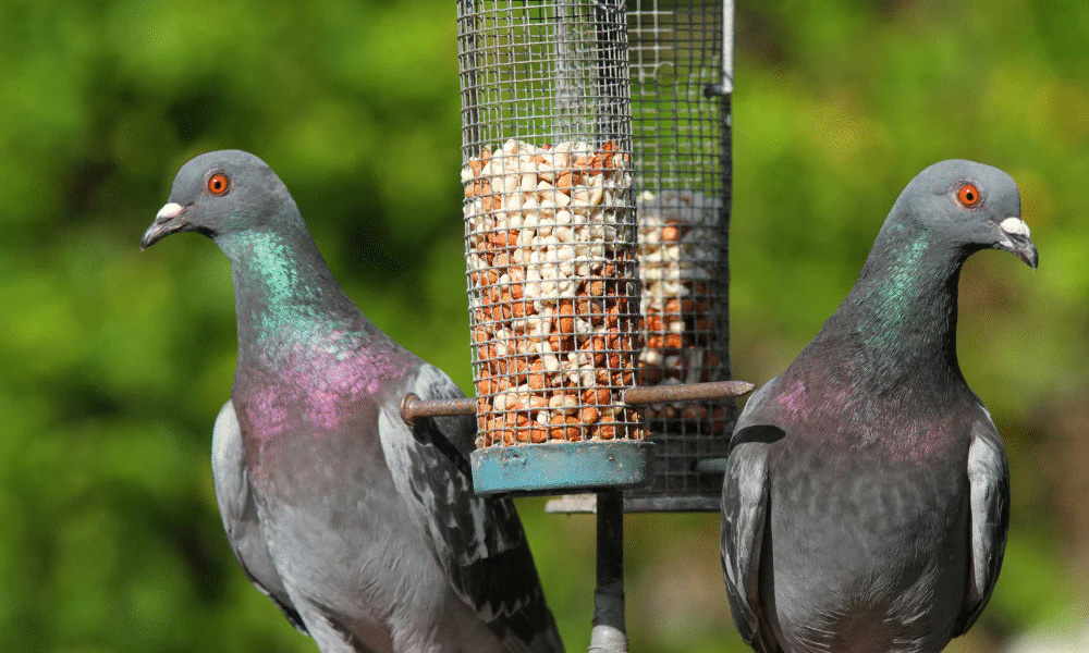 Muhle Gladen Geschaft -Muhle Gladen Geschaft 1
