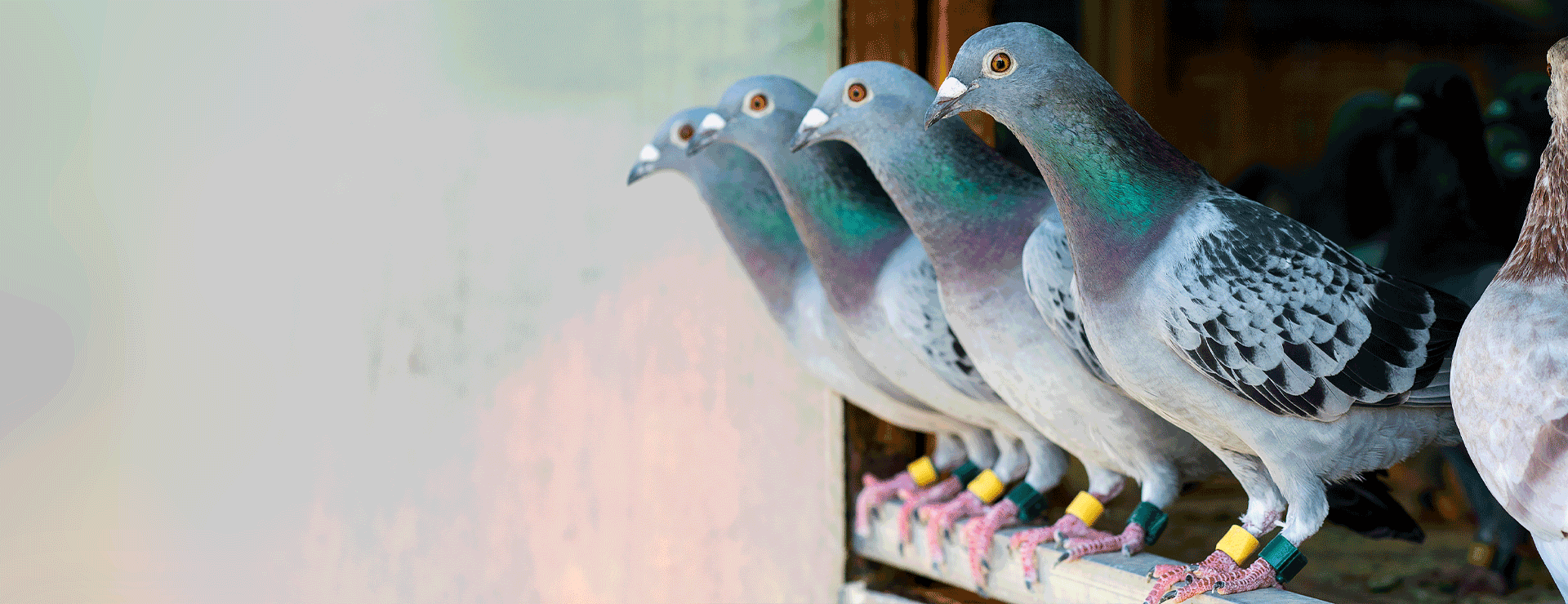 Muhle Gladen Geschaft -Muhle Gladen Geschaft