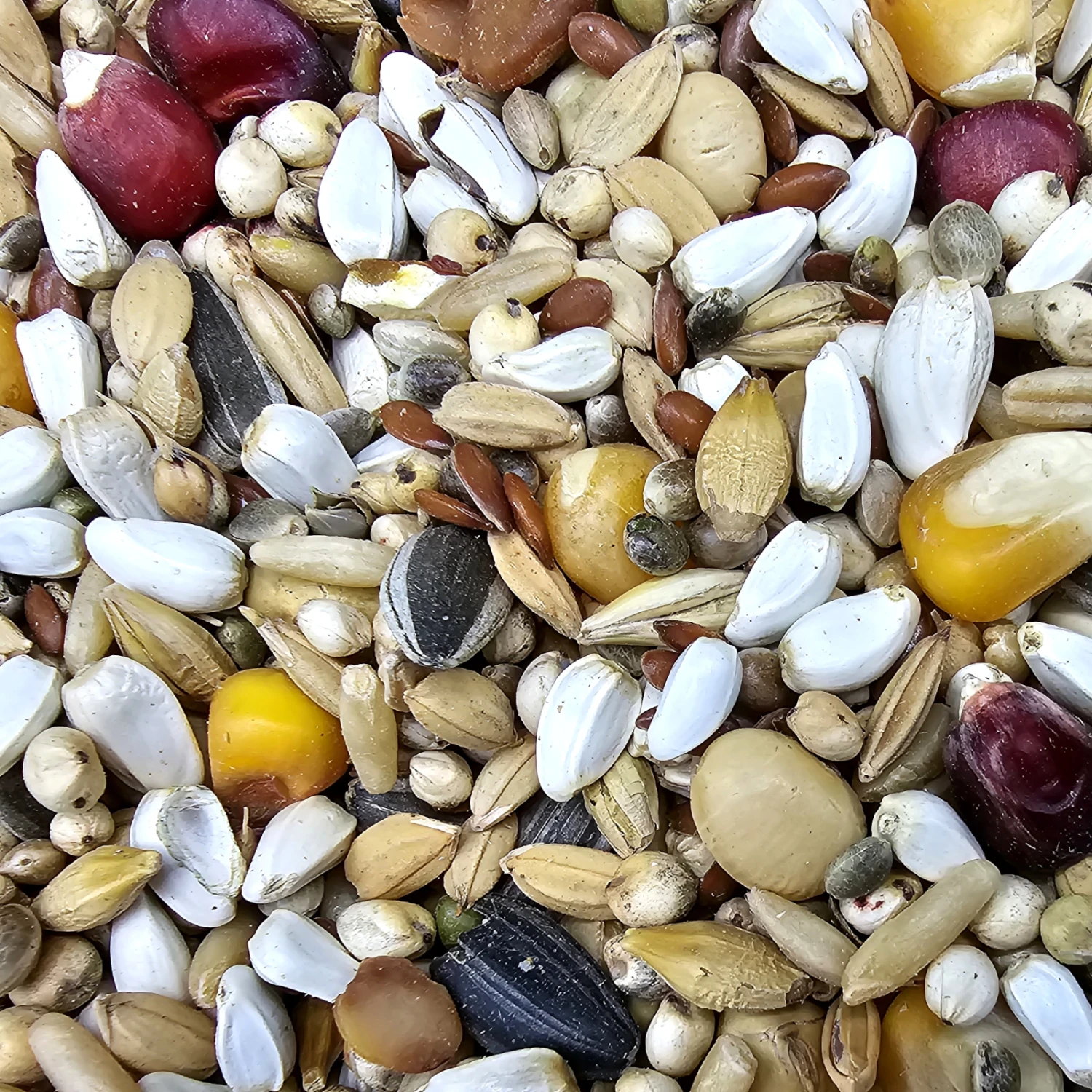 Gladen Jungtauben 25kg 1 Gladen Jungtauben 25kg