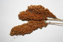 VERSELE-LAGA Kolbenhirse Chinesisch Rot - Versele 15kg