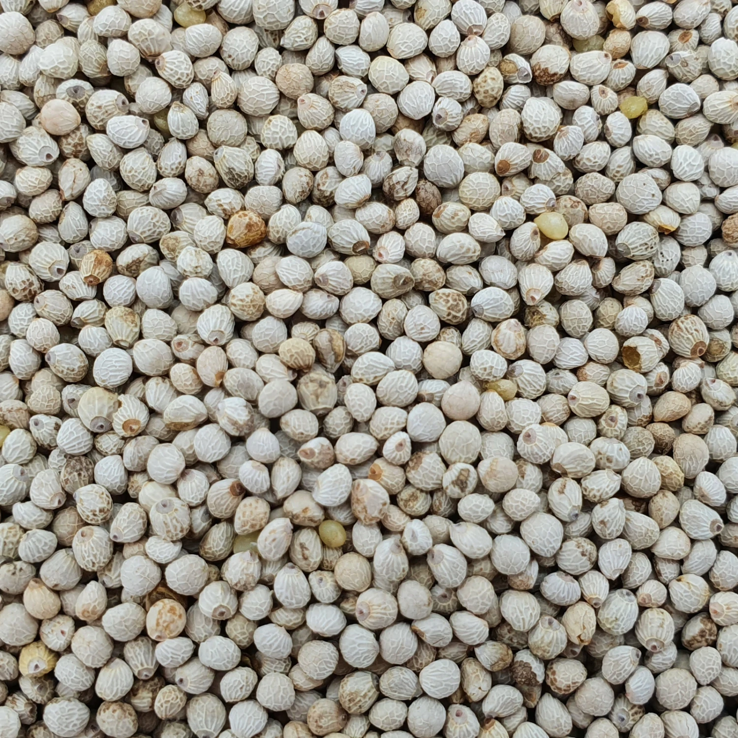 Perillasaat Weiß - Vanrobaeys 25kg 1 Perillasaat Weiß - Vanrobaeys 25kg