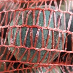 Rote Bete Knollen 15kg -Muhle Gladen Geschaft rbsackga kopie1