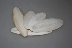 Gladen - Sepiaschalen - Zusatzfutter - 200g