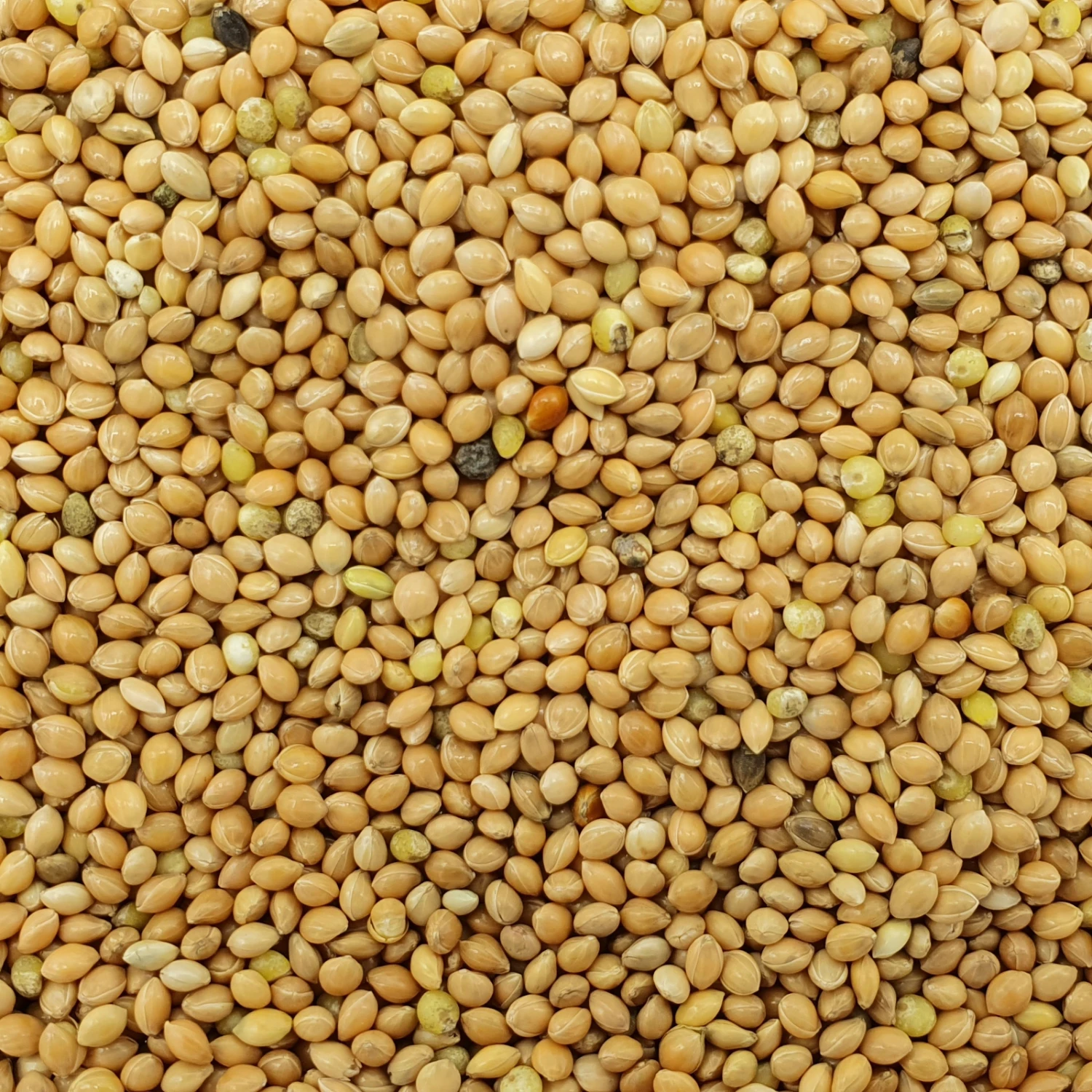 VERSELE-LAGA Hirse Gelb Plata - Versele 25kg 1 VERSELE-LAGA Hirse Gelb Plata - Versele 25kg