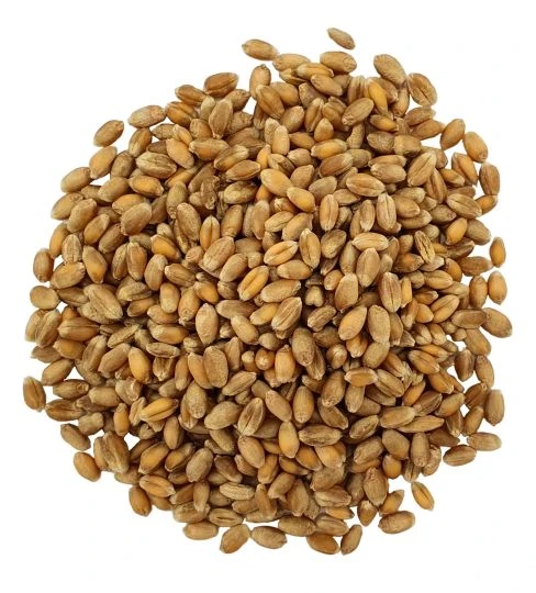 Gladen - Bio-Weizen - Speisegetreide - 2500g 1 Gladen - Bio-Weizen - Speisegetreide - 2500g